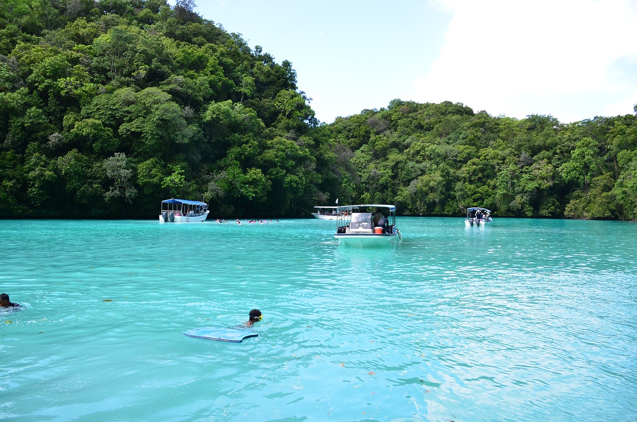 中华白海豚组团出游，治愈的自然美景